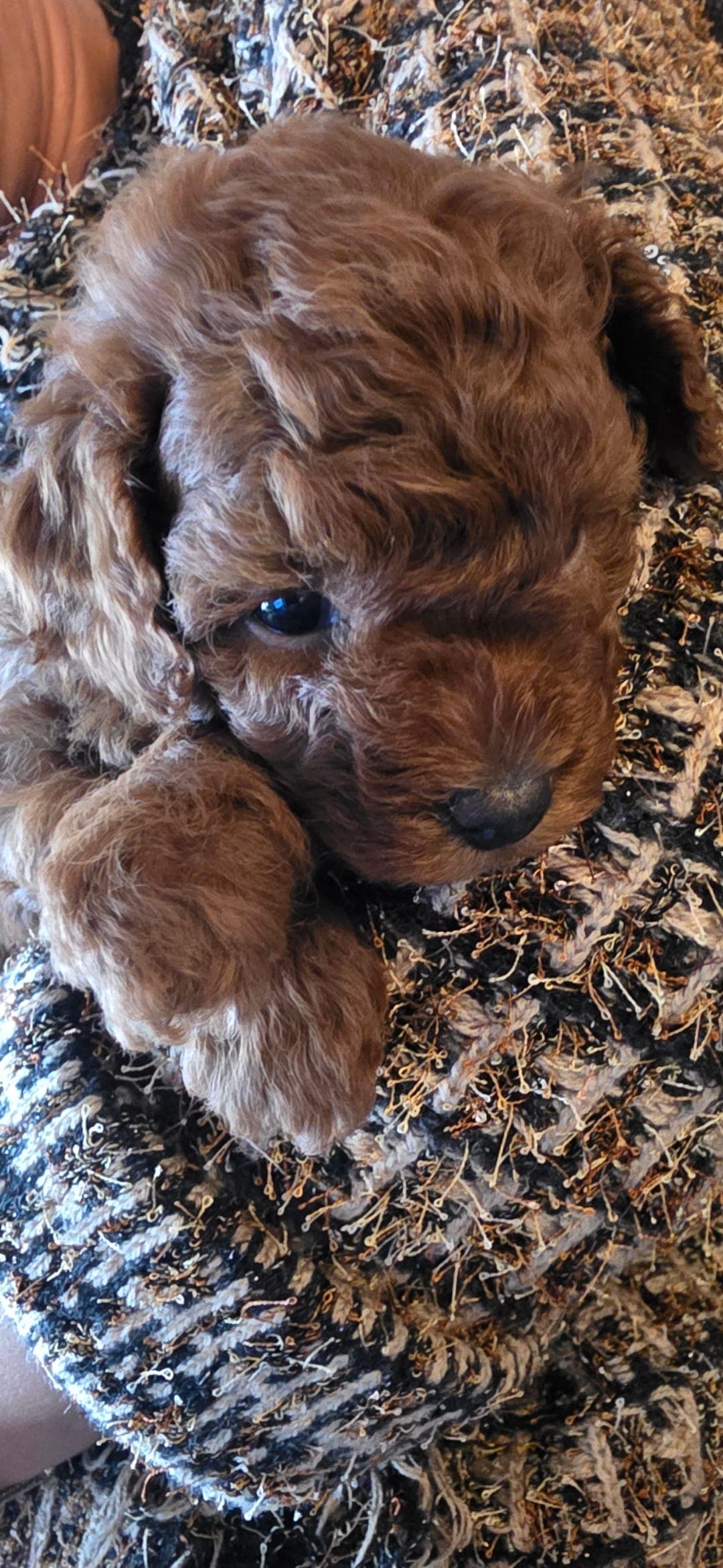 Nydelig rød Toy Puddel tispe til salgs 🐩❤️
