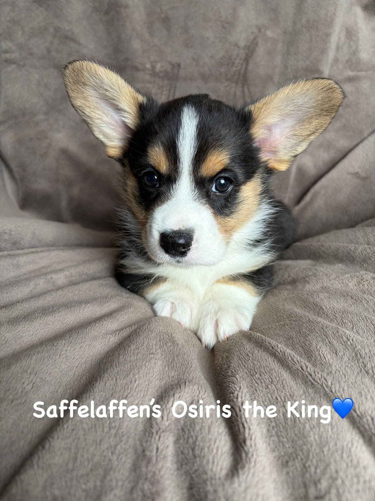 Welsh Corgi Cardigan