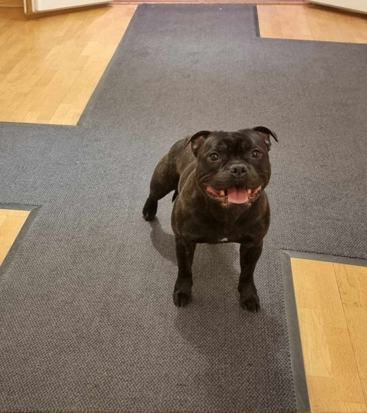 Staffordshire bull terrier hann selges. 4 år gammel.