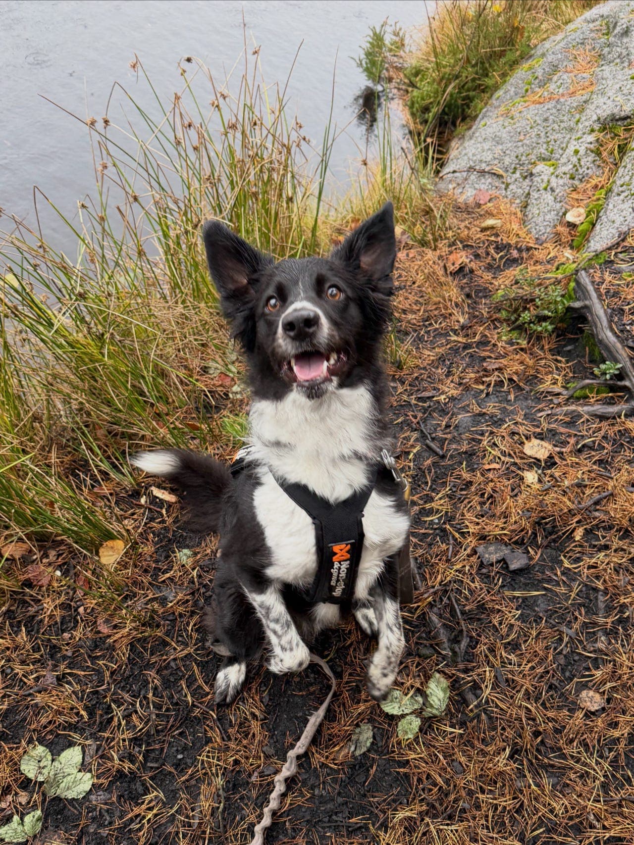 Border Collie tispe på 3 år søker nytt hjem ❤️