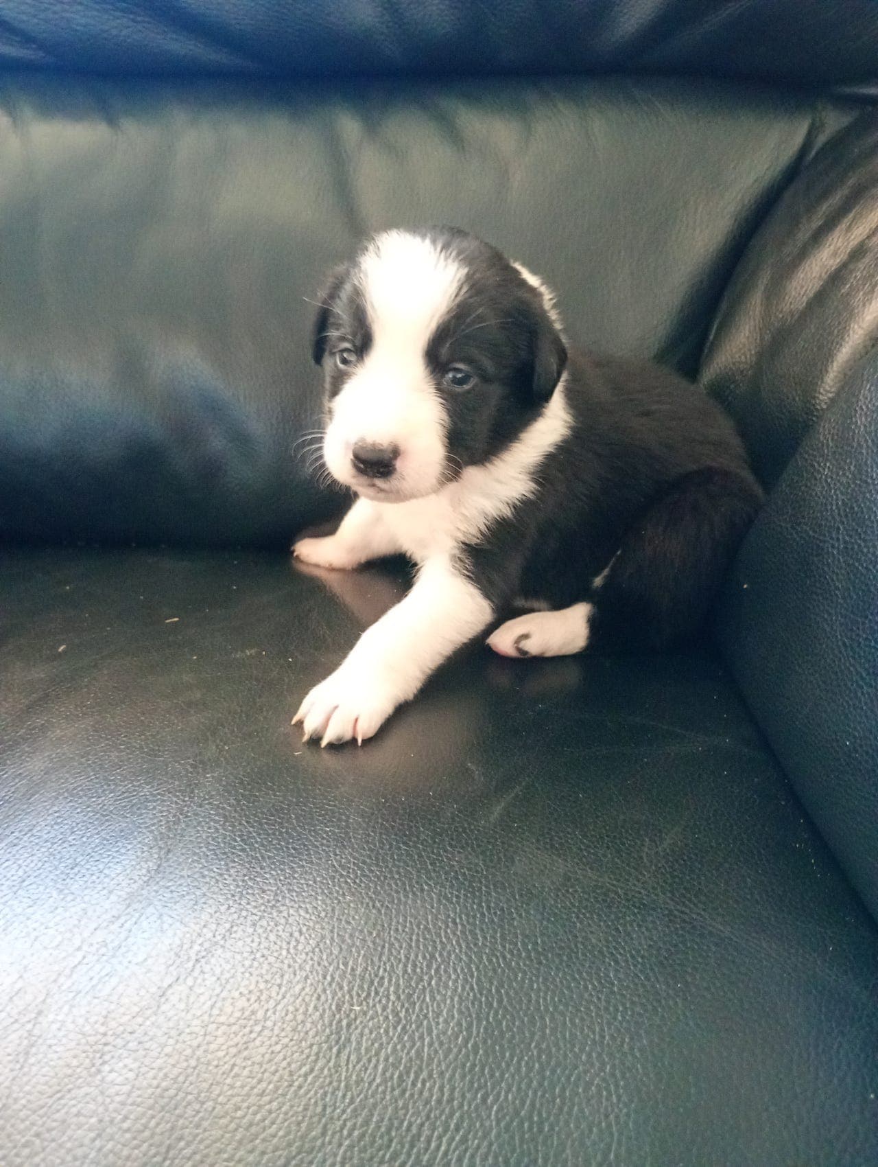 6 tipser og 2 hanner, renraset Border Collie