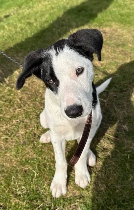 Border collie hann