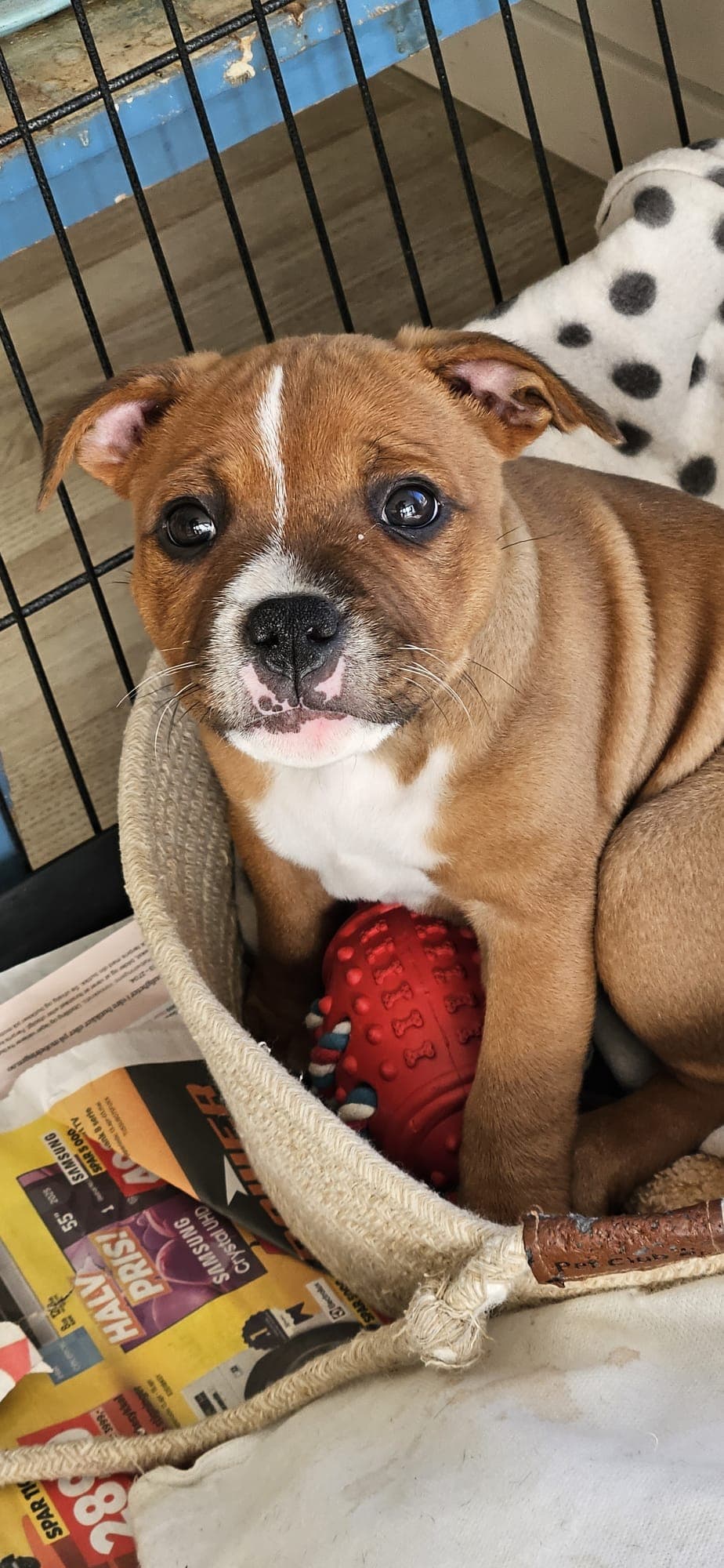 Staffordshire bull terrier søker forvert