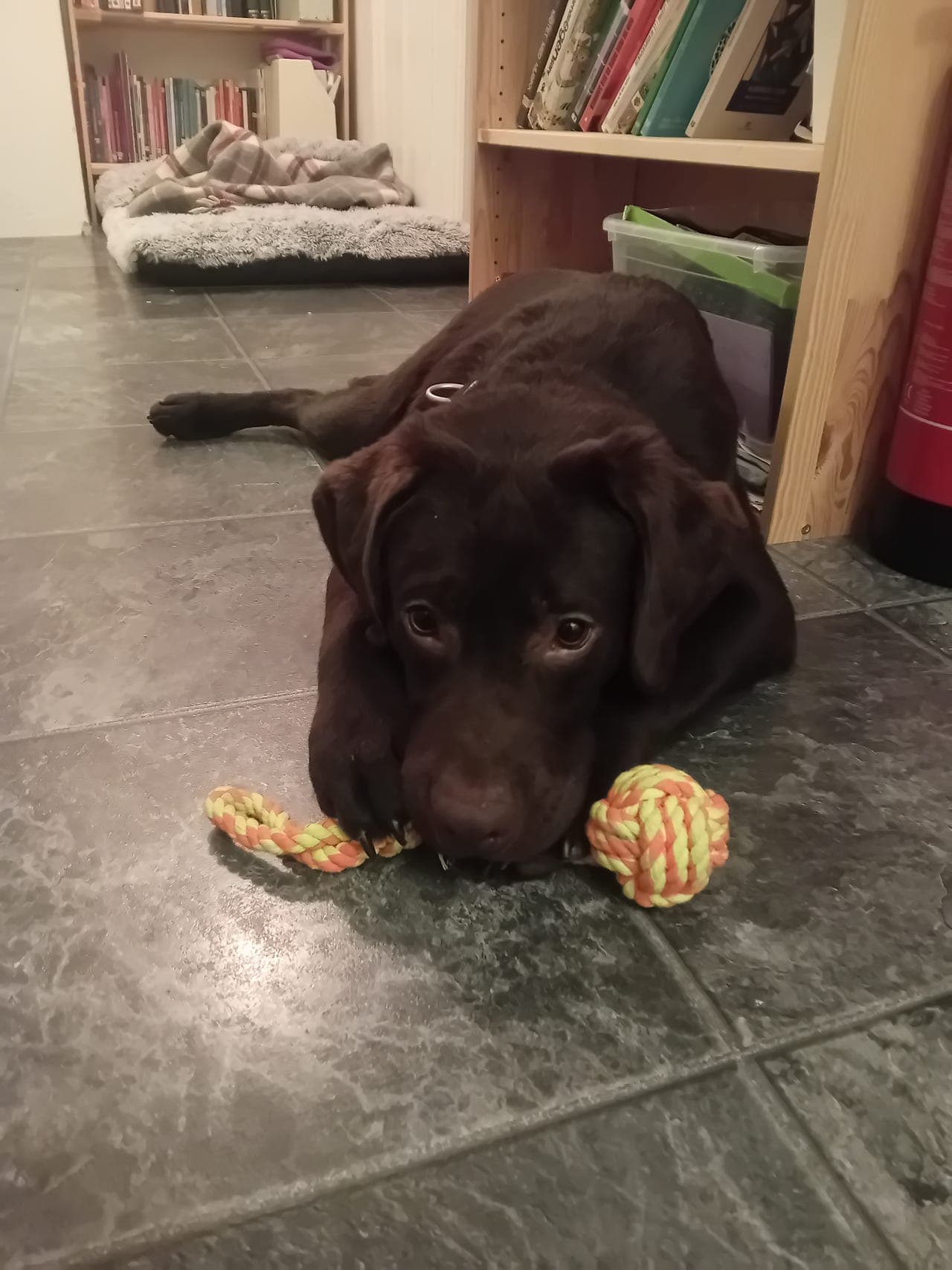 Omplassering labrador