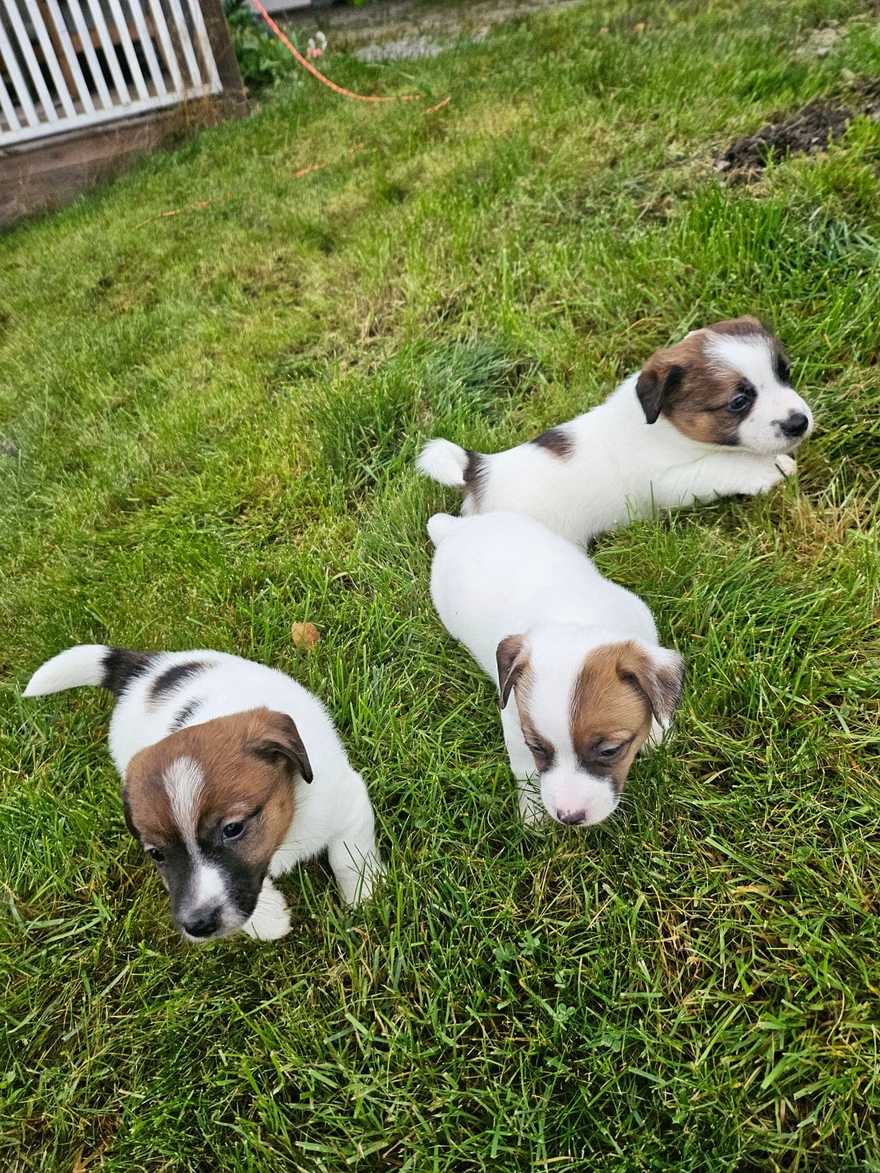 NKK Jack Russel valper