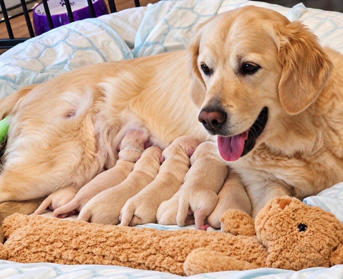 Golden Retriever valper
