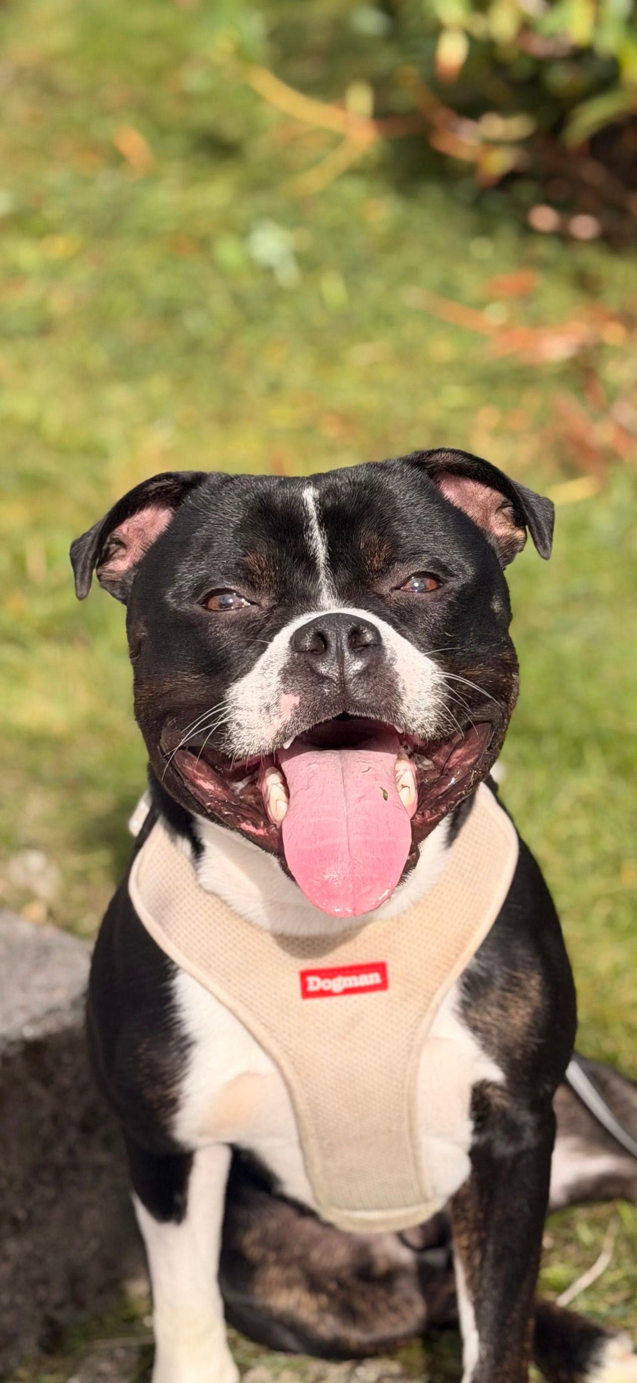 staffordshire bull terrier