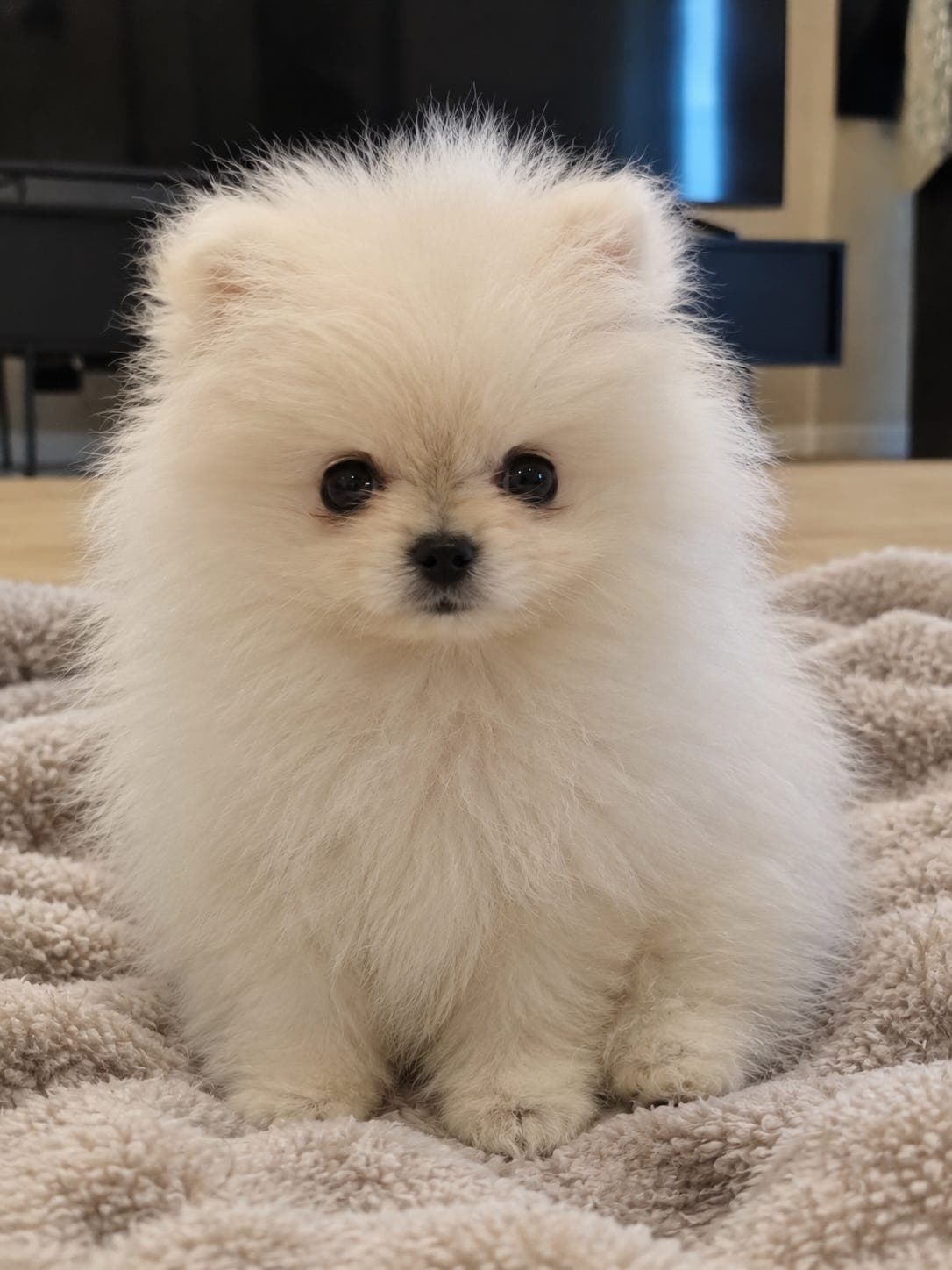 Leveringsklar Pomeranian Gut.