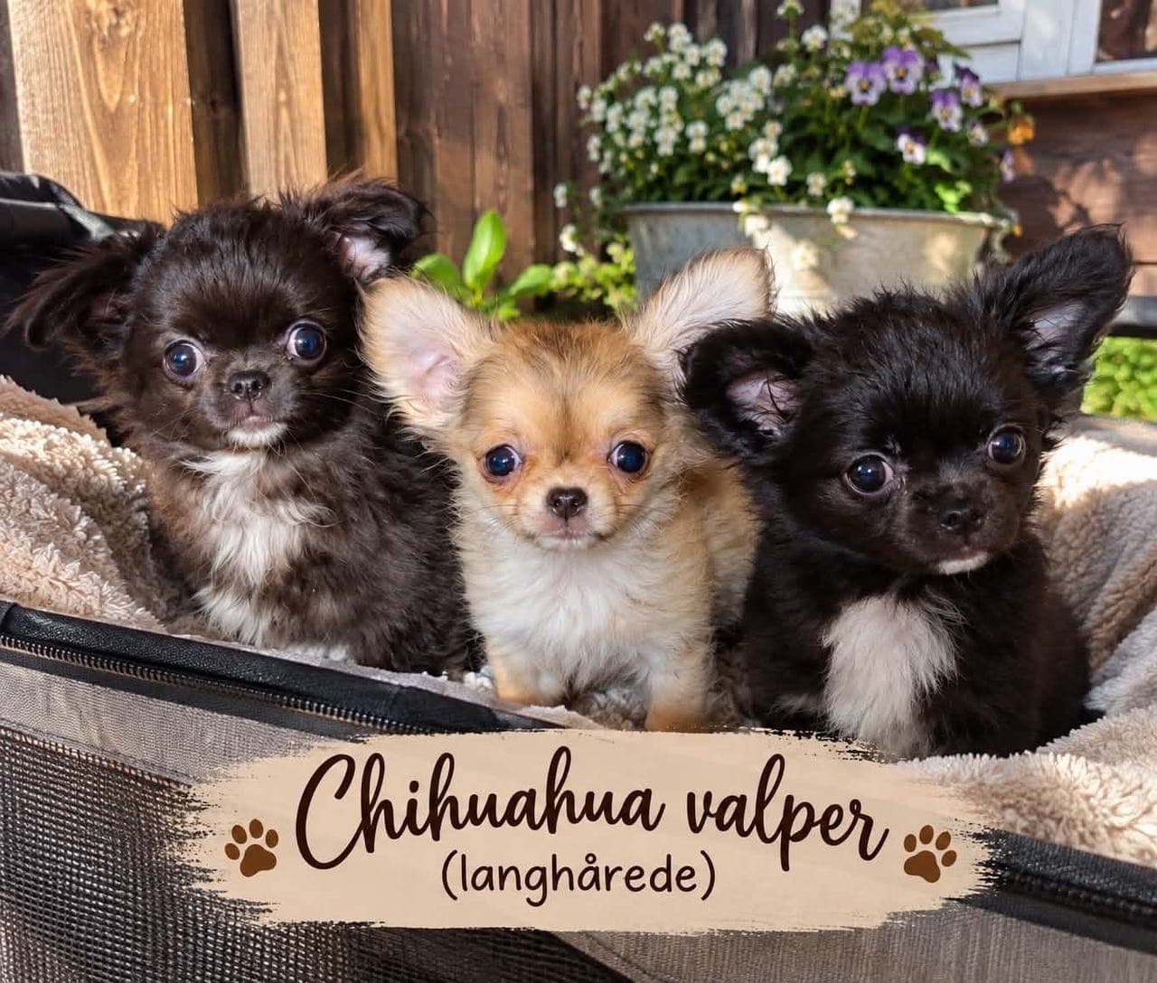 Chihuahua valper