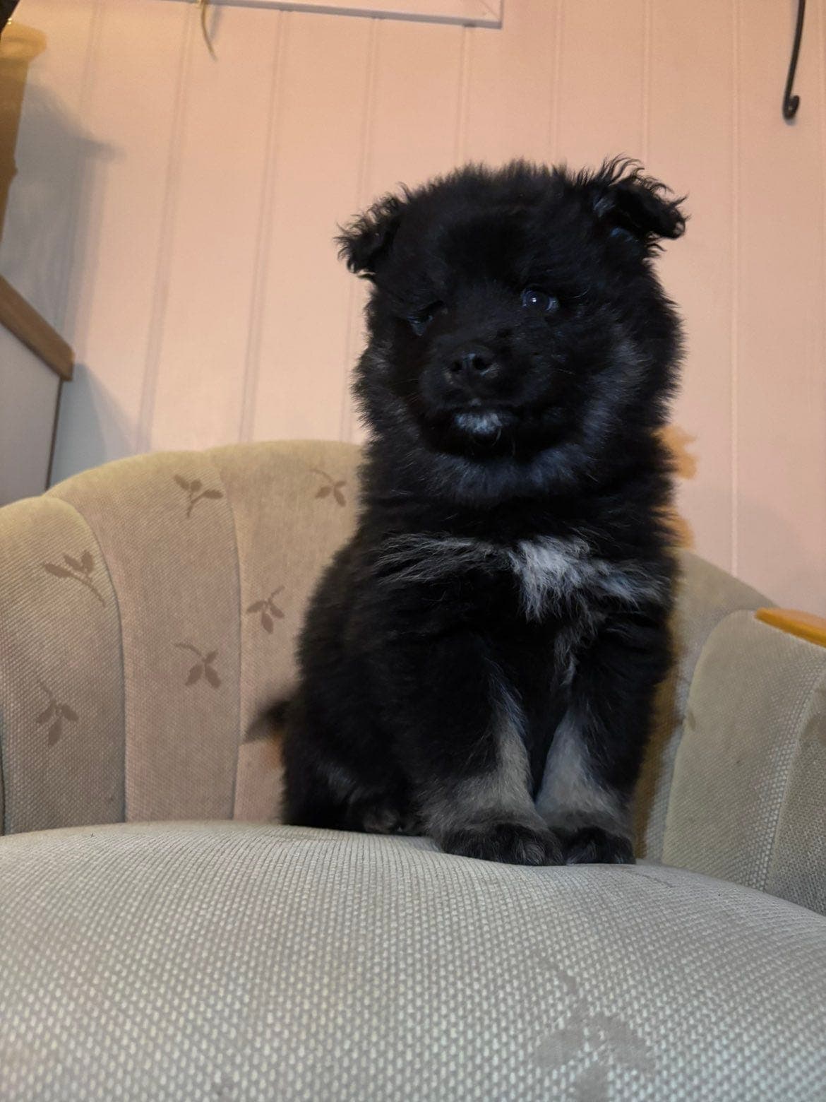 Finsk lapphundvalp selges