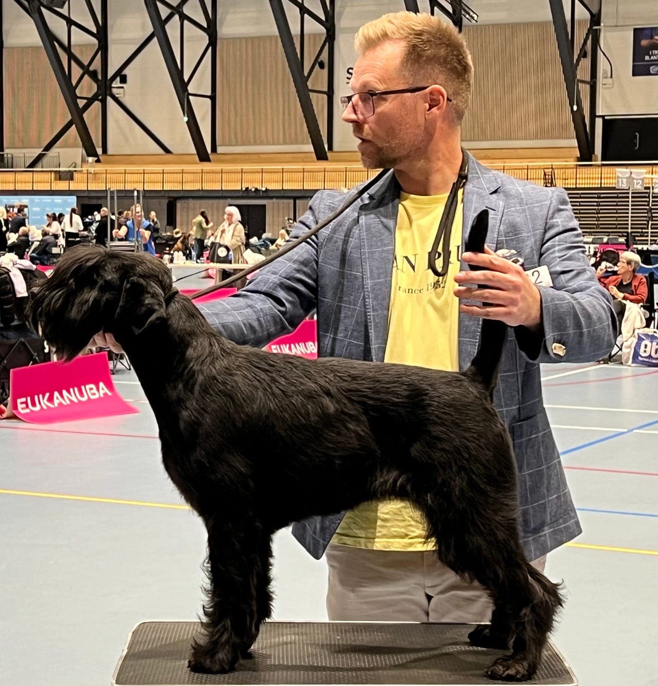 Schnauzer Sort, to  Hannvalper til salgs!