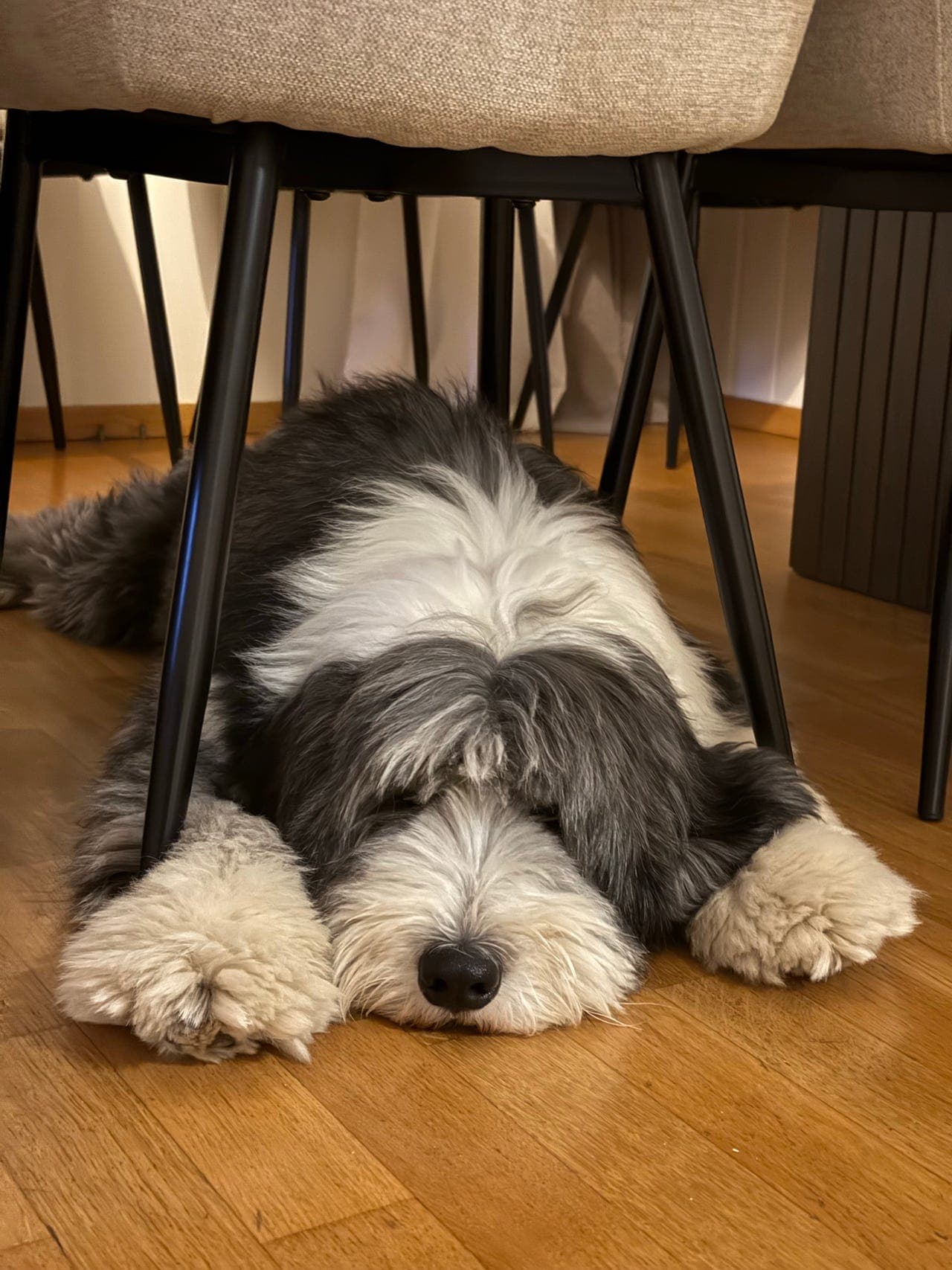 Omplassering av Bearded Collie