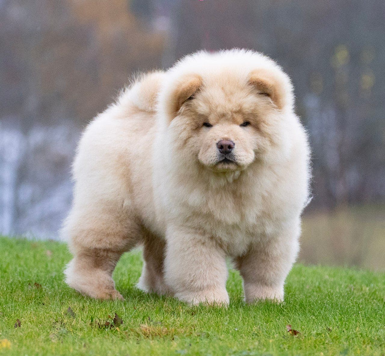 Chow Chow tispevalp