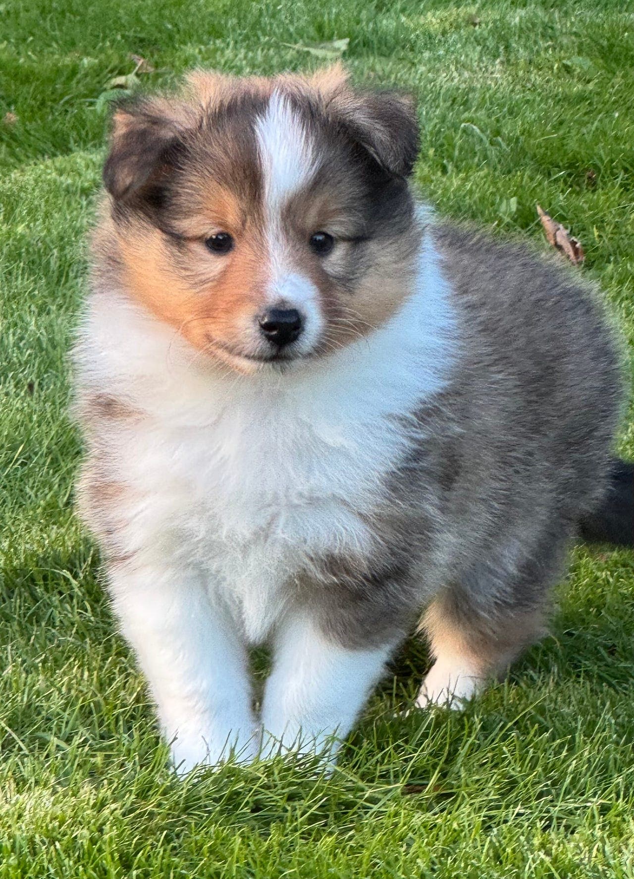 Nydelige Shetland Sheepdog valper