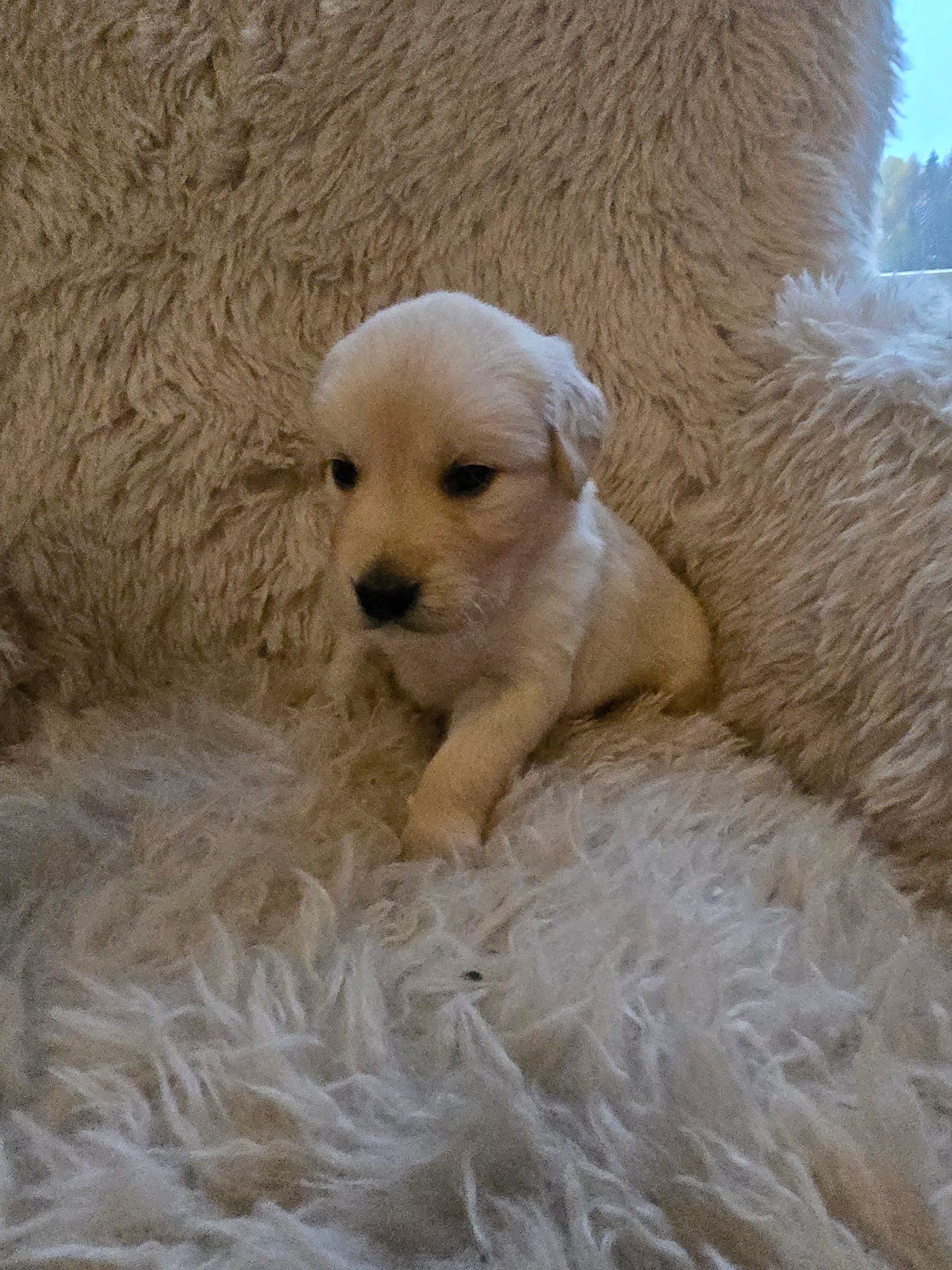 Golden Retriver valper