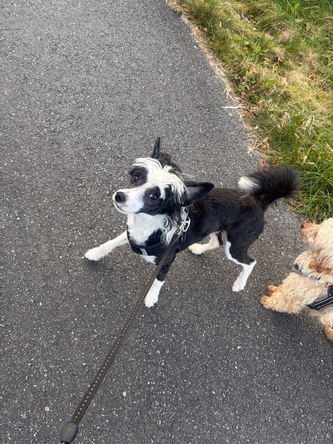 Chinese crested powder puff