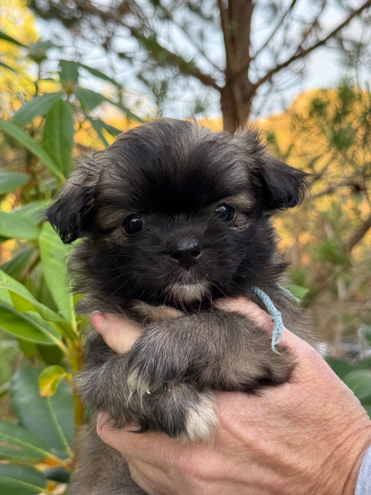 To nydelige Tibetansk Spaniel NKK registrerte