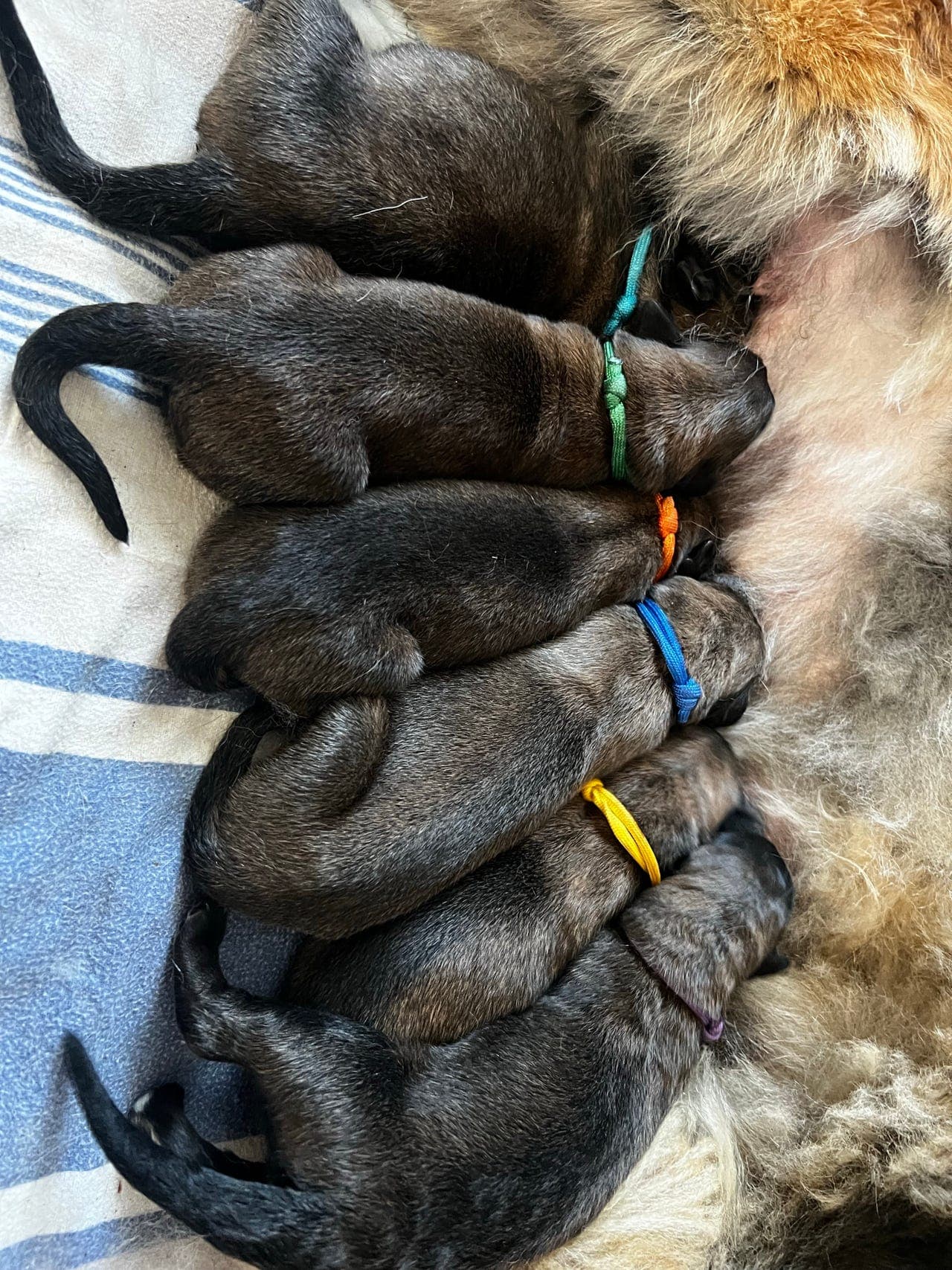 Leonberger valper