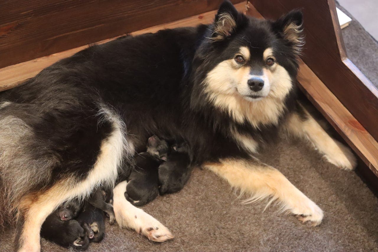 Finsk lapphund valper