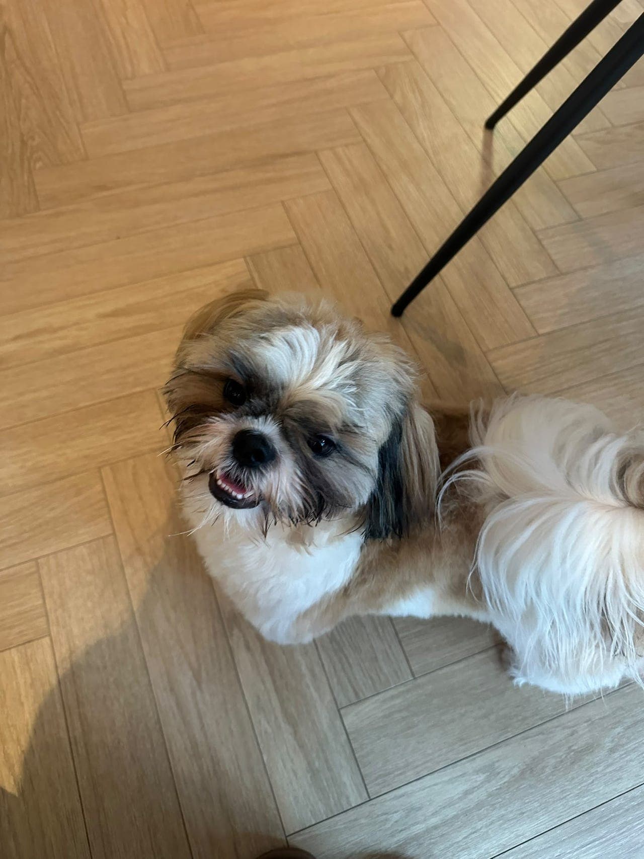 Shih Tzu for omplassering