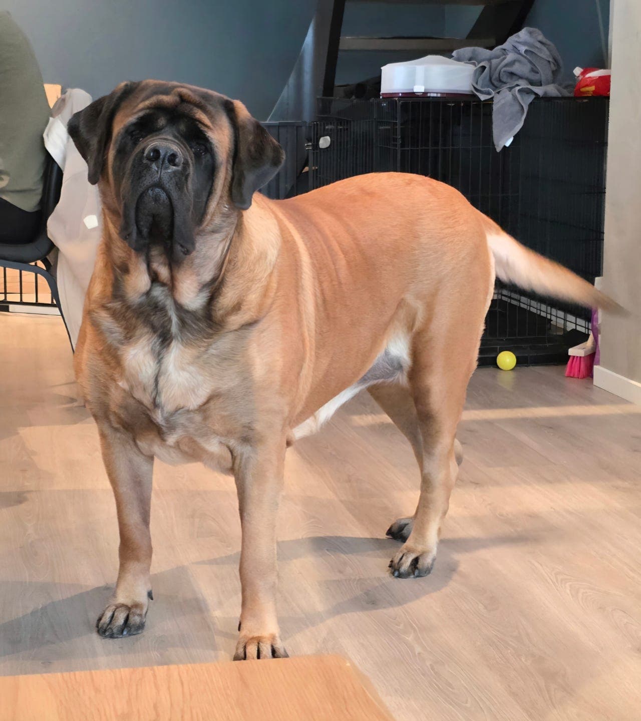 Engelsk Mastiff omplasseres