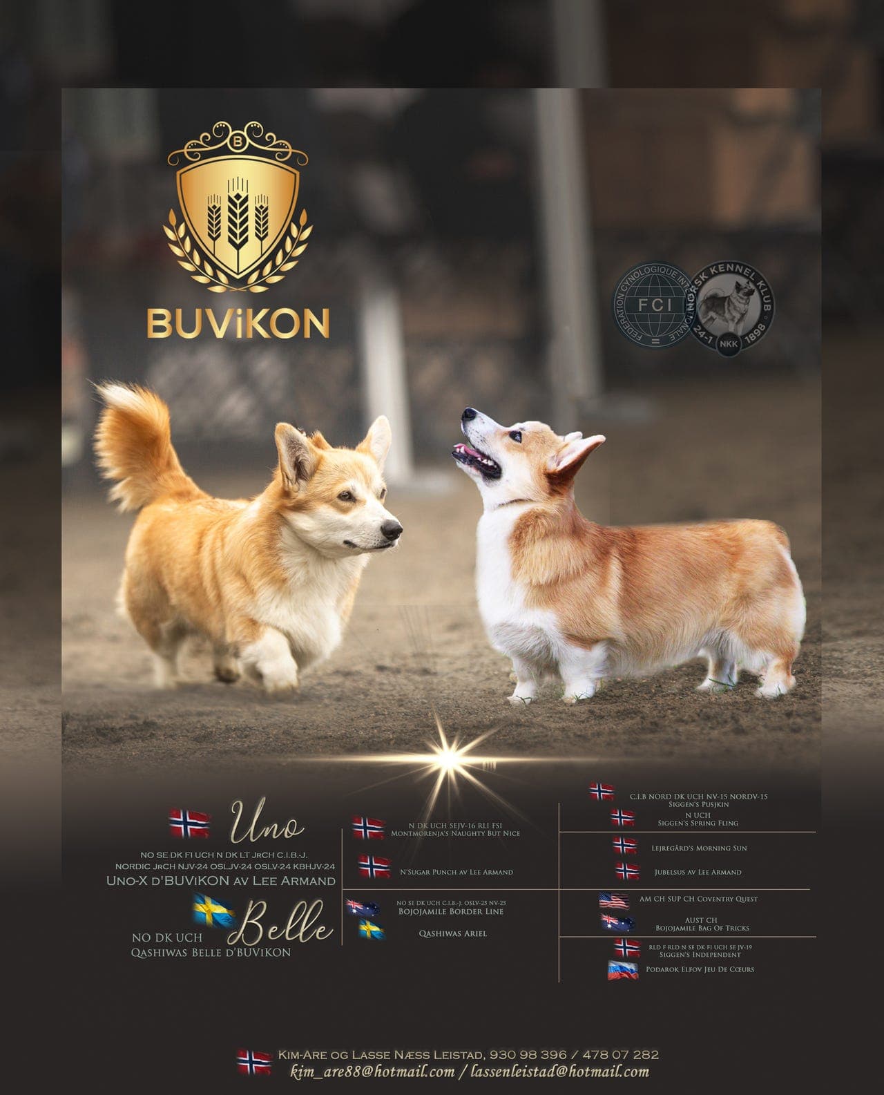 Welsh Corgi Pembroke - Valper søker hjem til jul