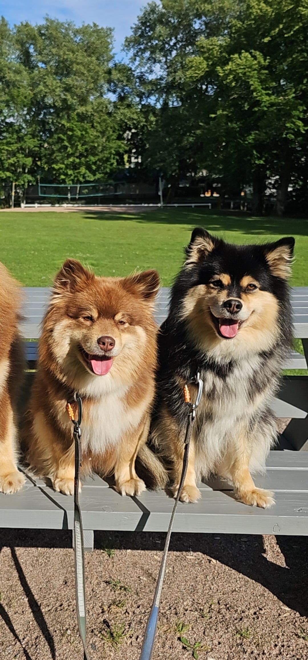 Finsk lapphund valper ventes