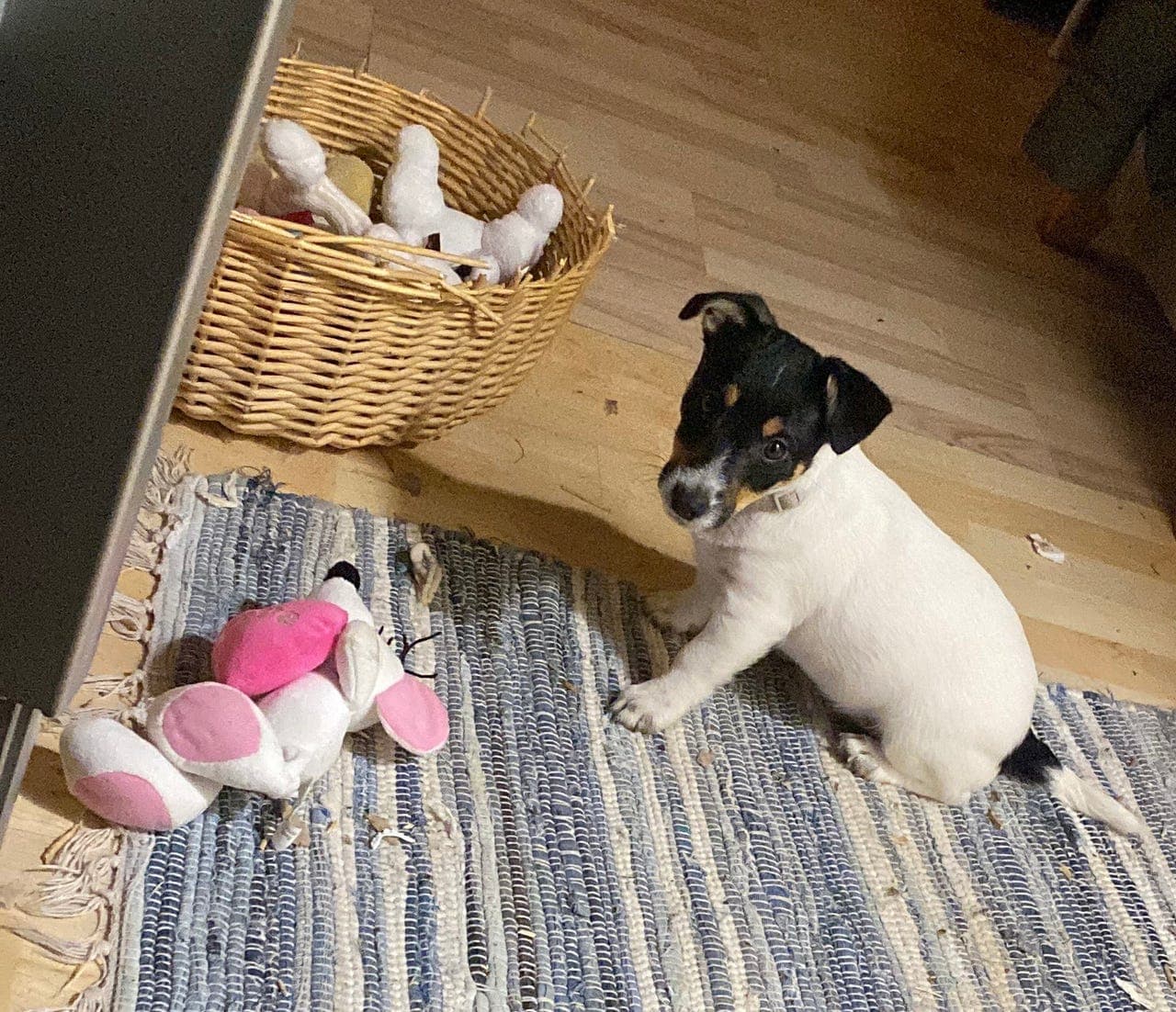 Jack Russell