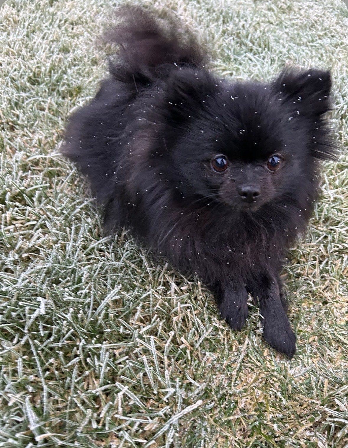 Pomeranian tispe