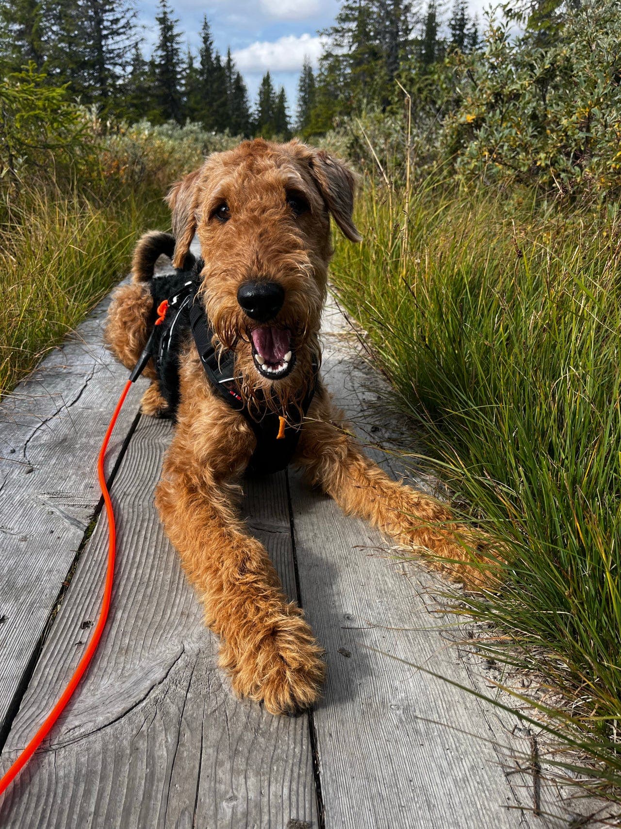Airedale terrier tispe