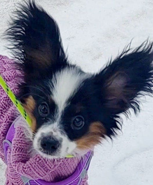 PAPILLON  VALP TISPE / NKK registrert