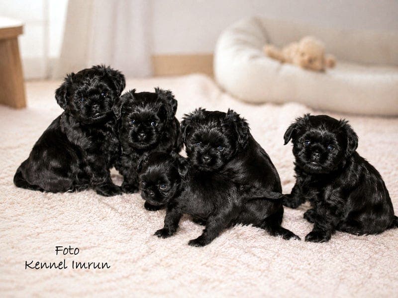 Affenpinscher valper
