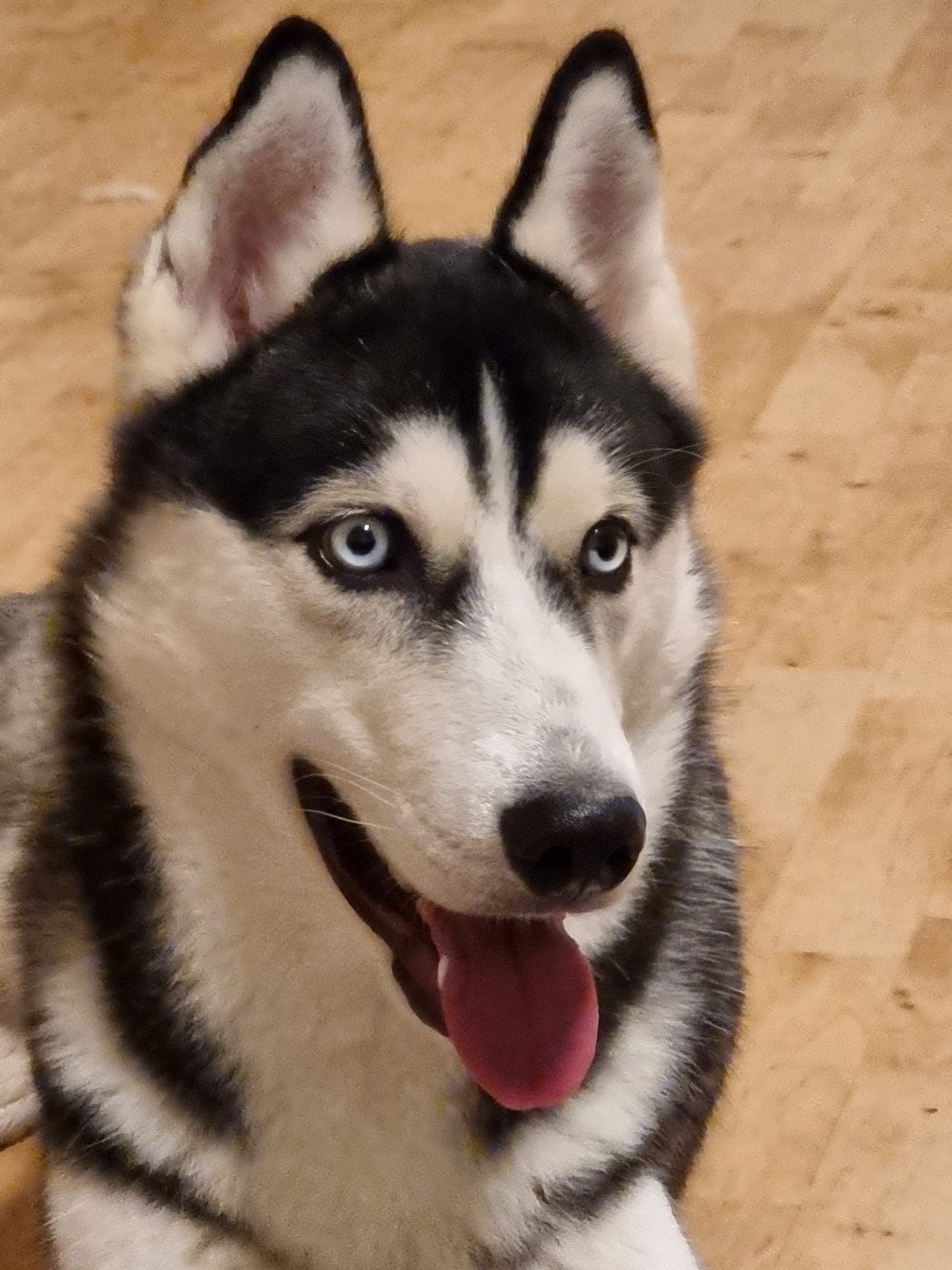 Siberian husky