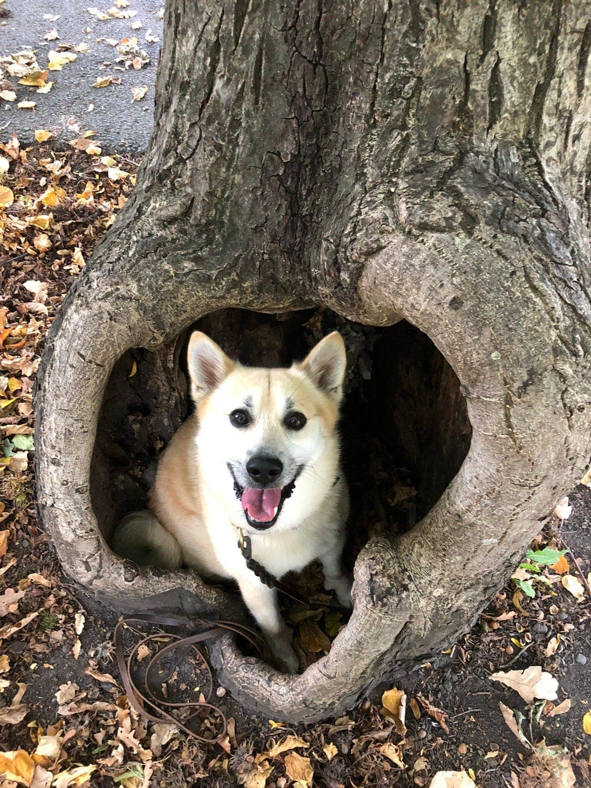 Vi ønsker besøkshjem til Iver buhund (7,5 år)