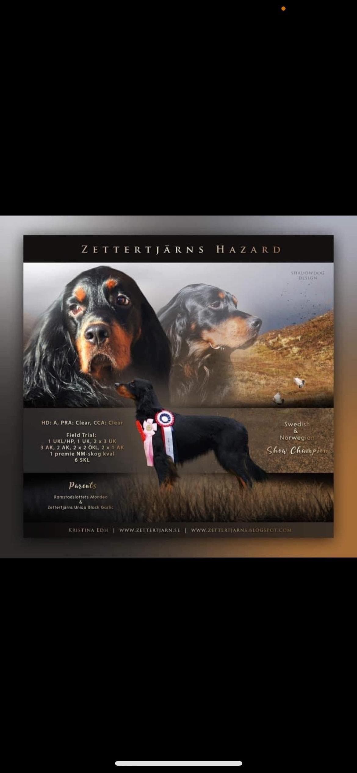 Gordon Setter valper