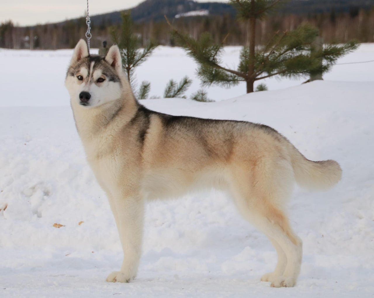 Planlagt Siberian Husky valpekull til våren/sommeren.