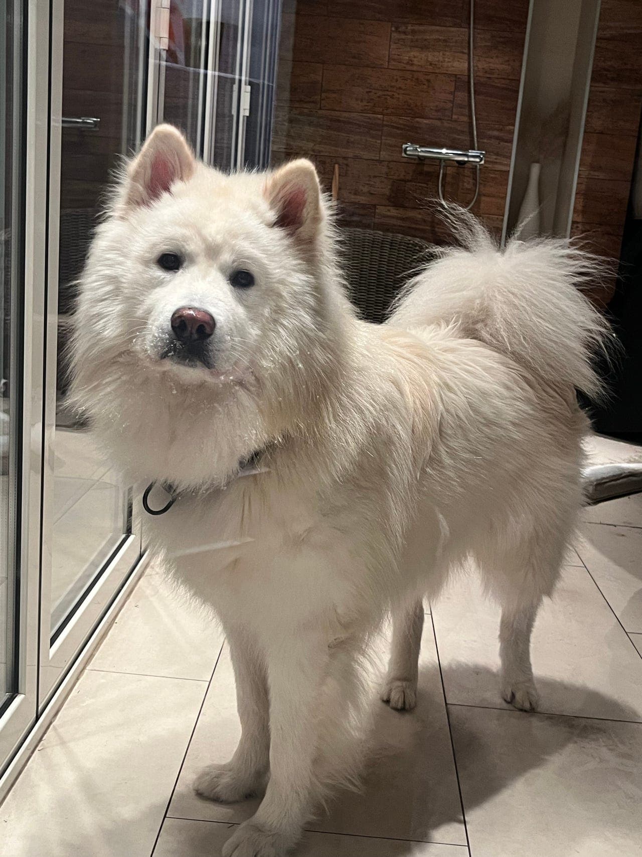 Søker besøksfamilie til en Eurasier