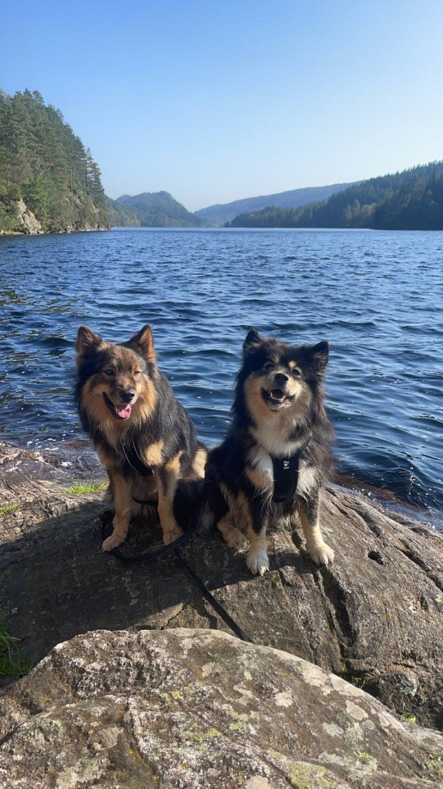 Finsk lapphund valper