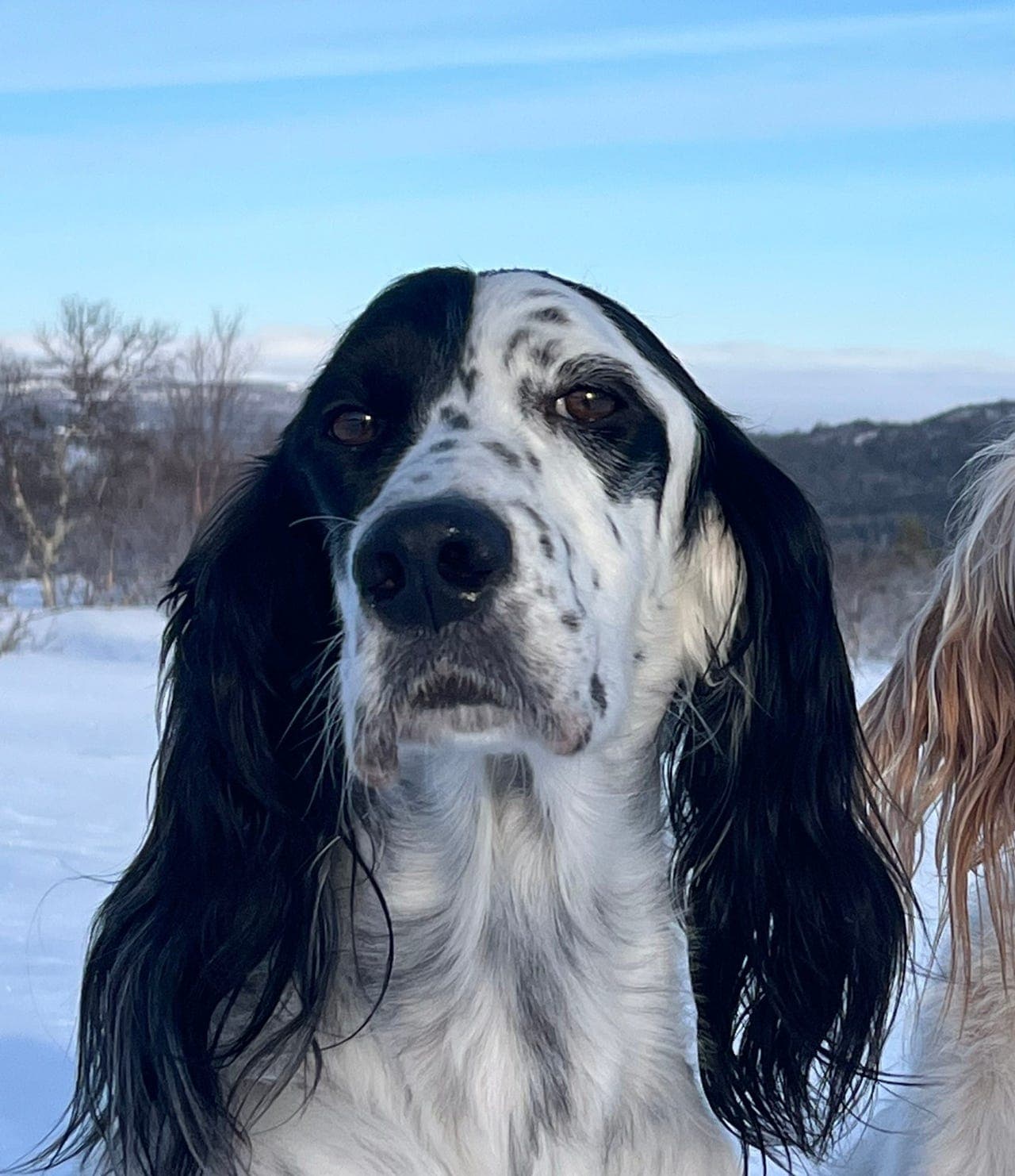 Engelsk setter valper etter premierte foreldre