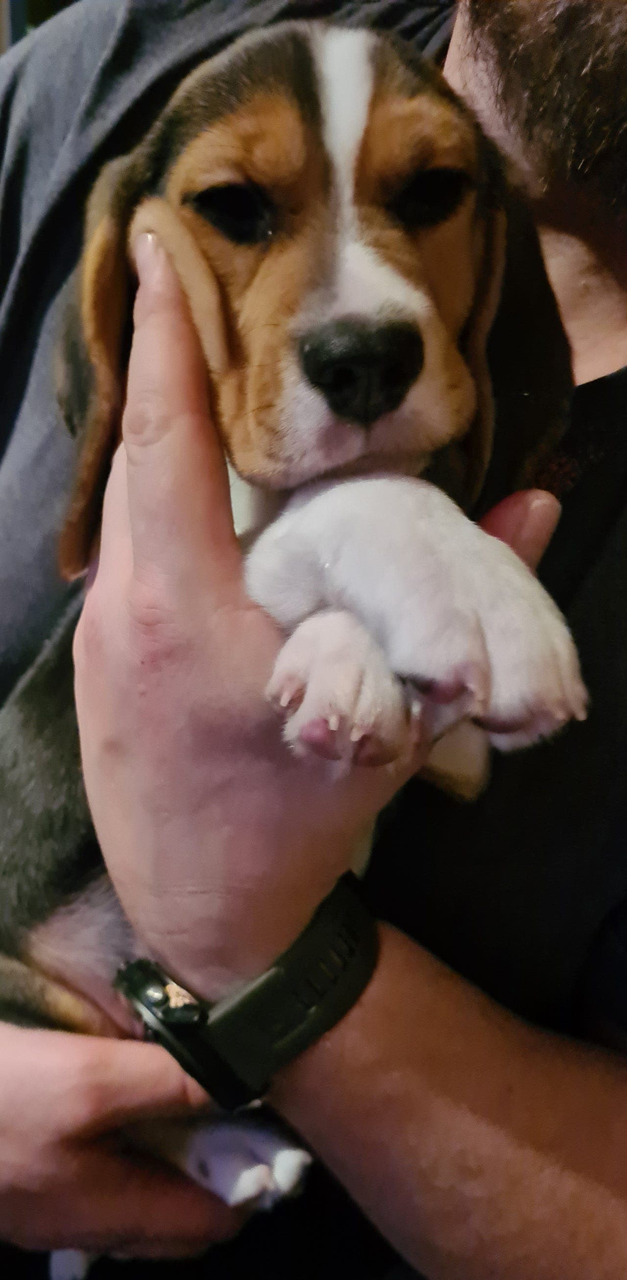 Beagle valper