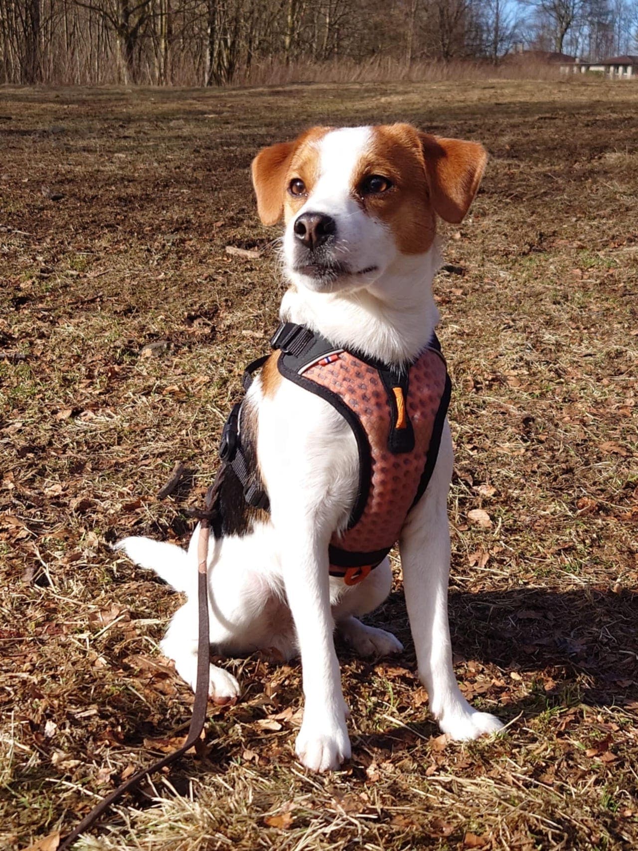 Avlastningshjem for hund