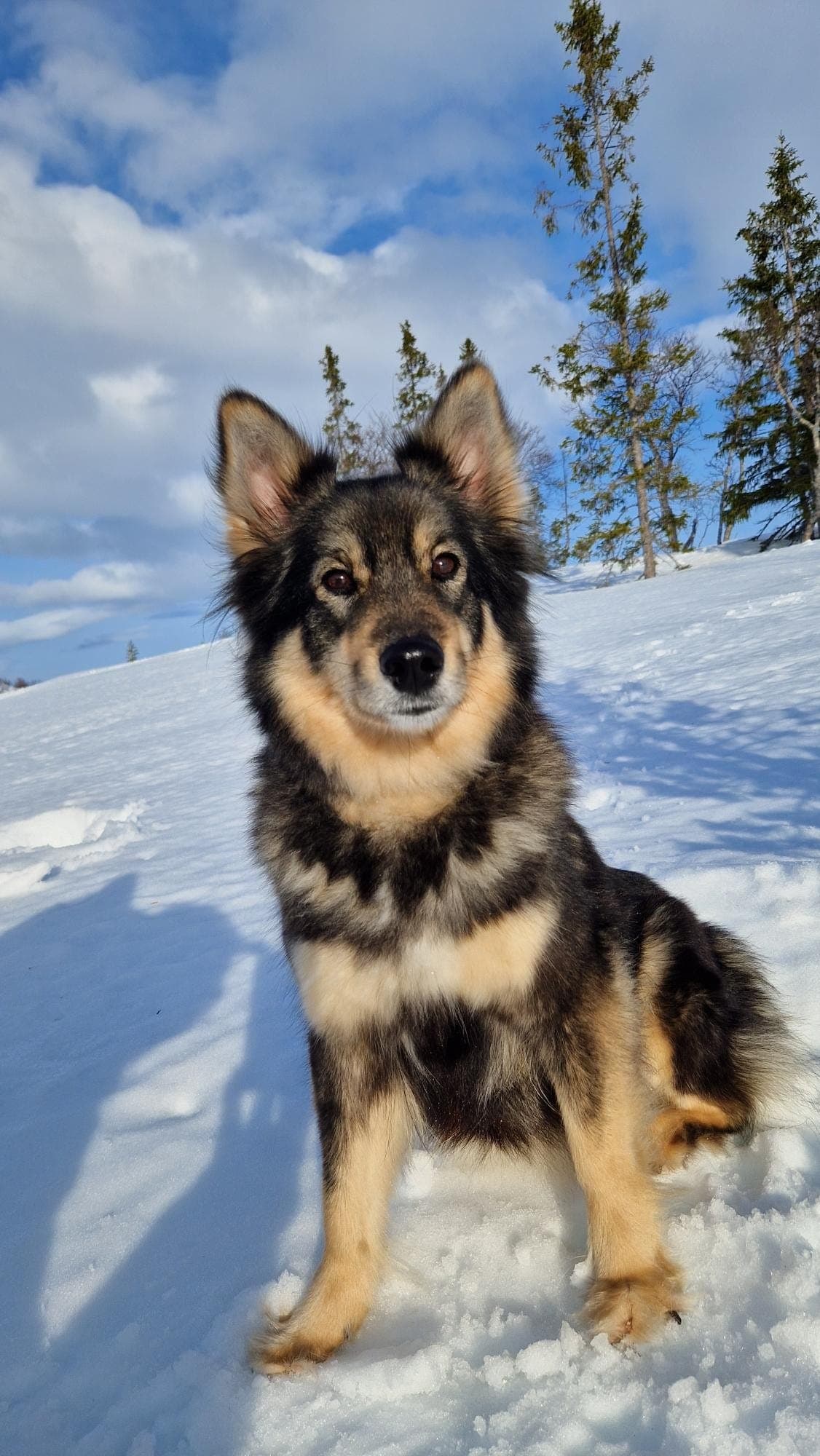 Finsk lapphund valp