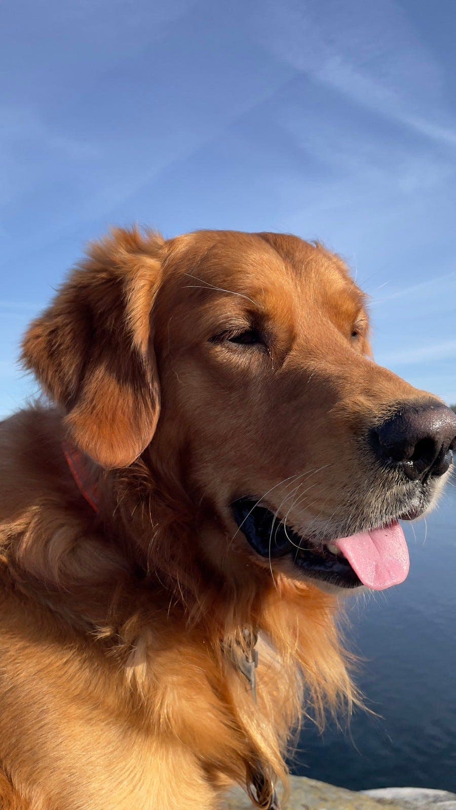 Golden Retriever 3år (hann) vil ha en bonusfamilie:)