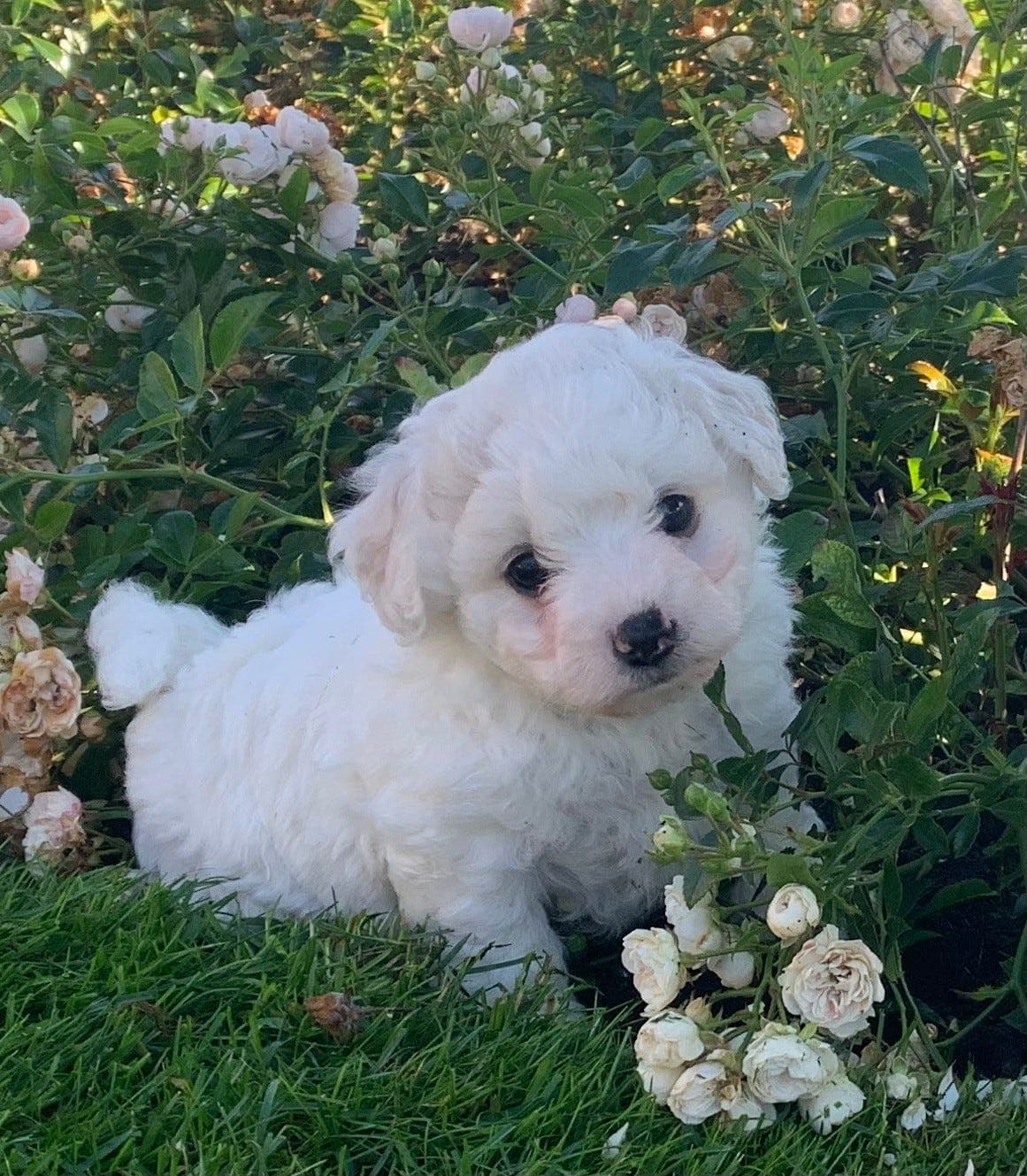 KENNEL MILLION MASTERPIECE NORWAY - NYFØDT 25. MAI - 6 BICHON FRISÉ VALPER!