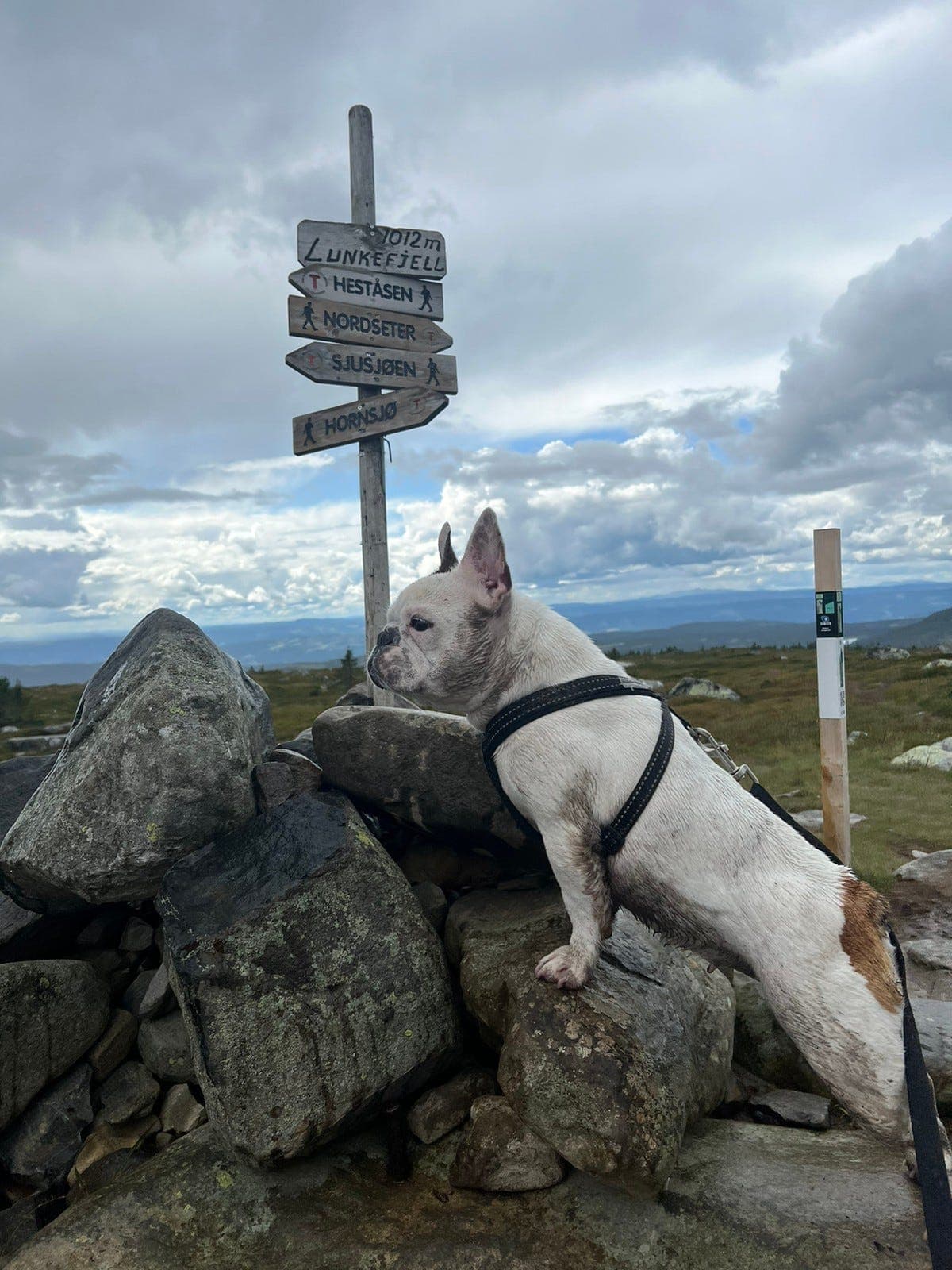 Fransk Bulldog avlastning