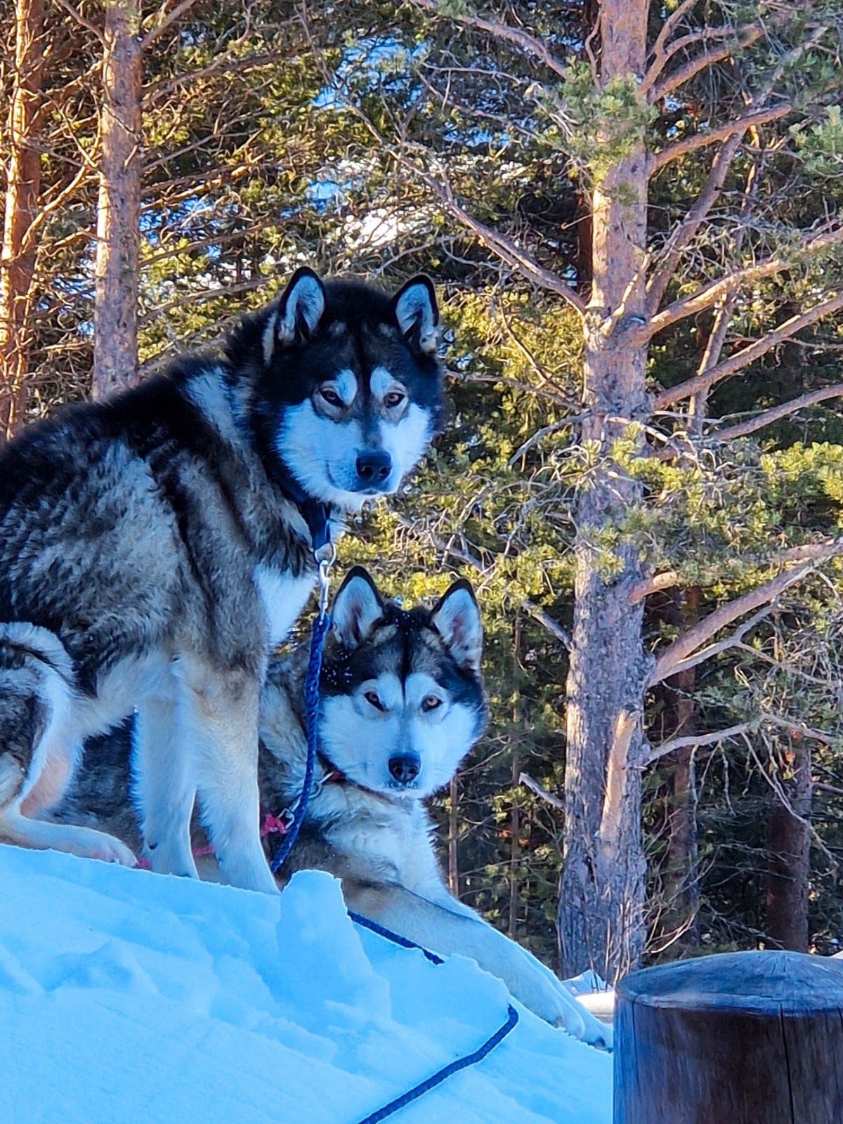 Alaskan Malamute fórvert
