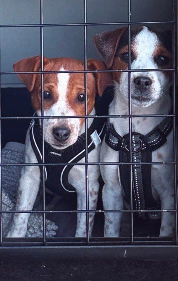 Nydelig Jack Russell Terrier selges