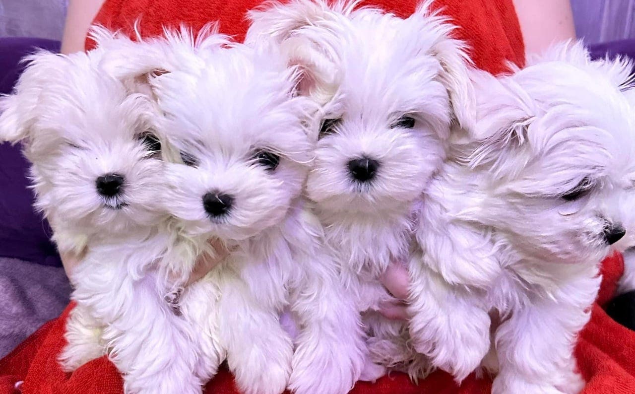 Nydelige Malteser Valper til salgs