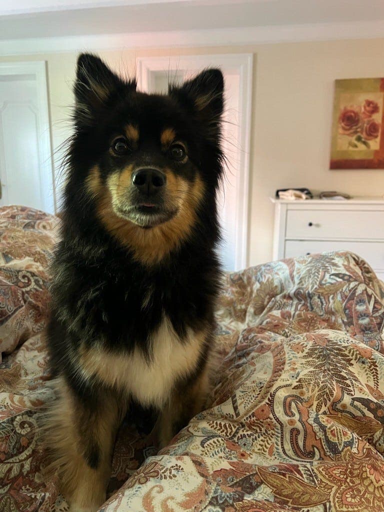 Finsk lapphund, liten tispe, 5 år,