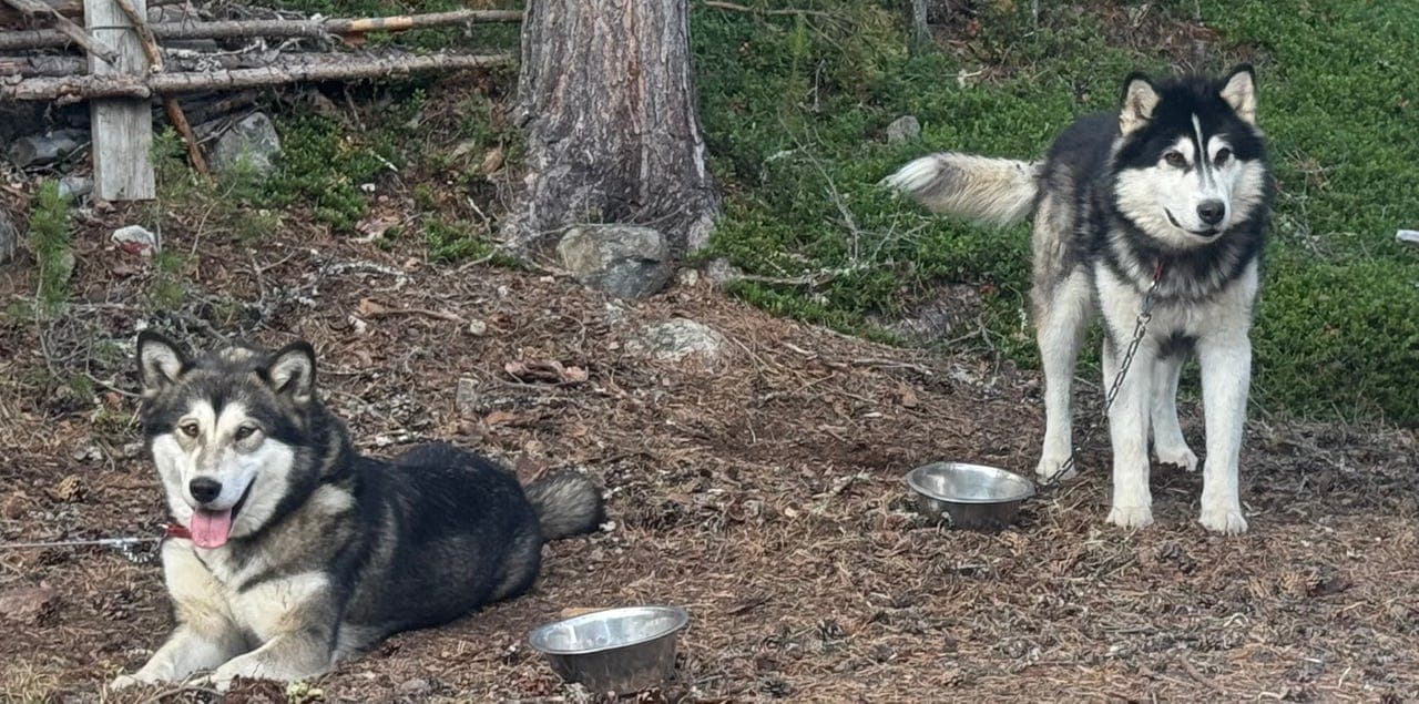Alaskan Malamute valper